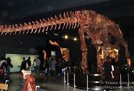 Image result for Biggest Dinosaur in History