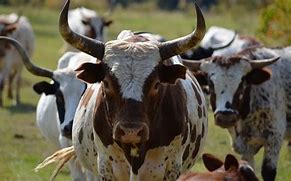Image result for Ancient Cows