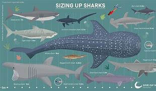 Image result for Largest Thresher Shark