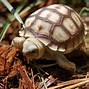 Image result for Giant Sulcata Tortoise