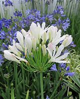 Image result for Agapanthus Ice Lolly