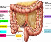 Image result for Regions of the Large Intestine