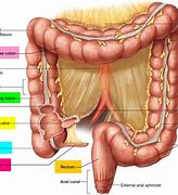 Image result for Appendix