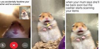 Image result for Afraid Hamster Meme