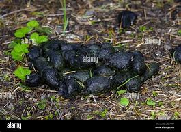Image result for Roseburg Oregon Black Bear Poop