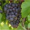 Image result for Sunce Alicante Bouschet saint Jorge