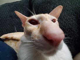 Image result for Cat Face Meme Side Angle