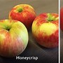 Image result for Small Red Apple