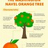 Image result for Navel Orange Tree