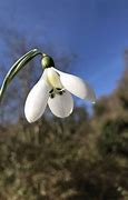 Image result for Galanthus Cliff Curtis
