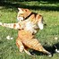 Image result for Animated Cat Memes