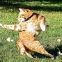 Image result for Most Hilarious Relatable Cats