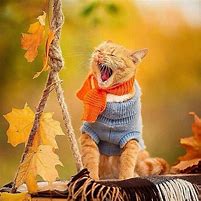 Image result for Funny Fall Season
