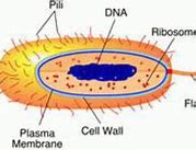 Image result for Acessory Cell
