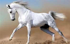Image result for Horse JPEG White Background