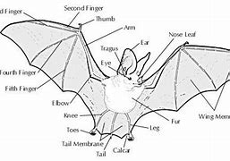 Image result for Bat Speecies