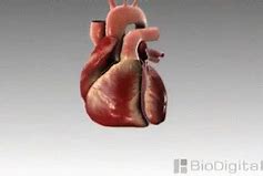 Image result for Heart Organ Beating GIF