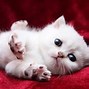 Image result for Cutest Kitten Ever