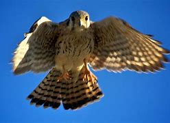 Image result for North American Kestrel Falconry