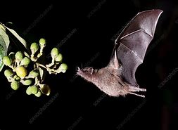 Image result for Tailless Bat