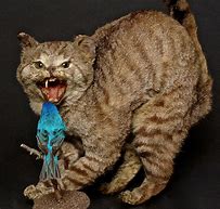 Image result for Cat Taxidermy Fail Stretched