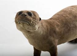Image result for Bad Taxidermy Otter