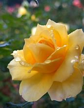 Image result for Rose Gold Roses