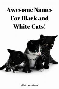Image result for Cat Names for Boys