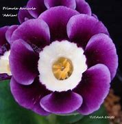 Résultat d’images pour Primula auricula Adrian