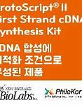 Image result for First Strand cDNA Synthesis