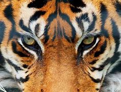 tigr 的图像结果