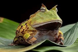 Image result for Sequined Horned Frog