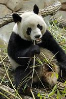 Image result for Edinburgh Zoo Pandas