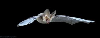 Image result for Long-Eared Bat