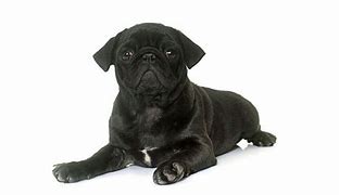 Image result for Black Pug Names