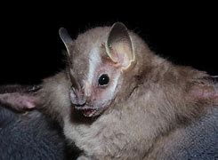 Image result for What Is the Cutest Bat Breed