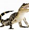 Image result for Comodo Dragon PNG