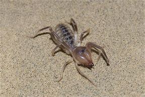 Image result for 30 Coins Camel Spider