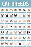 Image result for Stray Cats Rarity Chart