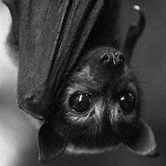 Image result for Most Cutest Bat