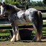 Image result for Blue Gypsy Vanner Horses