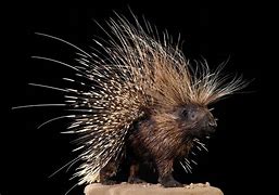 Image result for African Cape Porcupine