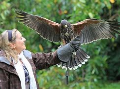 Image result for Ashford Castle Ireland Falconry