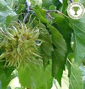 Image result for corylus
