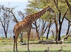 Image result for Giraffa