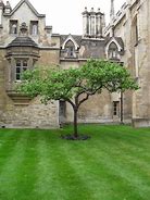 Image result for Apple Tree Cambridge
