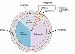 Image result for Interphase Cell Cycle