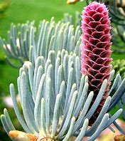 Image result for Abies concolor St. Johns