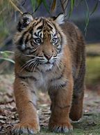 Image result for Smallest Tiger