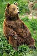 Image result for Bear Sitting Up